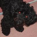 David Woolf - @woolfied9 - Twitter