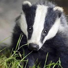 ph_brock's profile picture. 