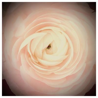 AvenueBlooms's profile picture. Studio floral design biz based out of Fort Collins. Our focus mainly on weddings and large events.