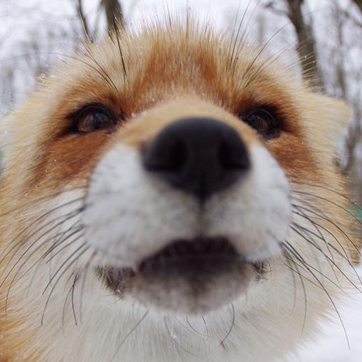 WHAT THE FOX SAY????
