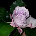 Veronica Aparicio - @VeronicaApaAlb - Twitter