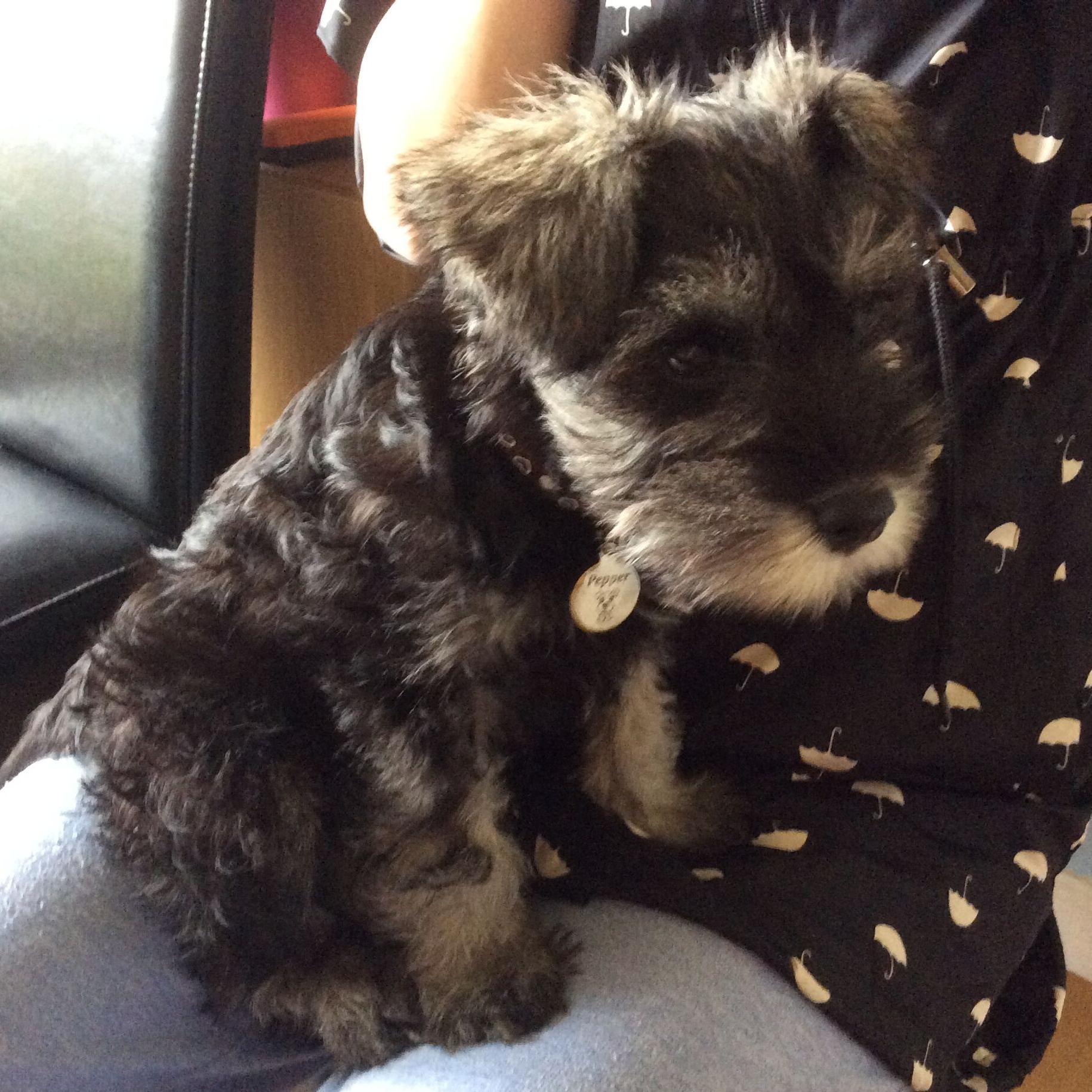 PepperforPets's profile picture. 