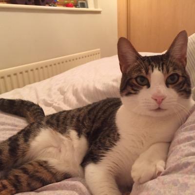 bengalcookie's profile picture. I'm an 8 year old indoor half #bengal who is extremely spoilt. RIP sisfur Muffin #OTRB 14/2/11 ❤️ #catsoftwitter