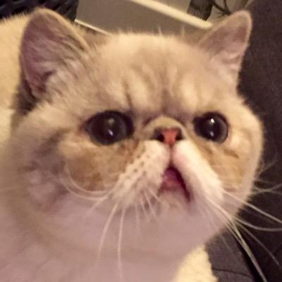 mr_mooncake's profile picture. aka Leonardo DiCatrio | Blue Lynxpoint Exotic Shorthair | I eat cake on 7 June 2014