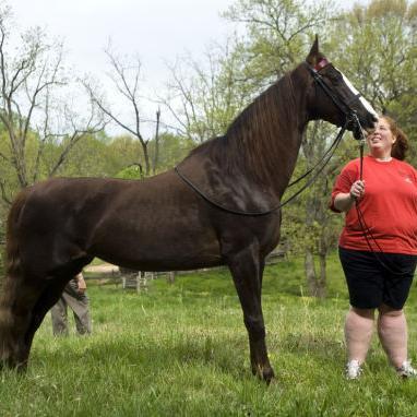 Horse lover, champion rider, cheerleader, Seattle Seahawks fan, online student, Northwest & South All around All American girl.