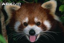 hi my name is panda king  if u see a panda name dizzy please report him to give me bamboons