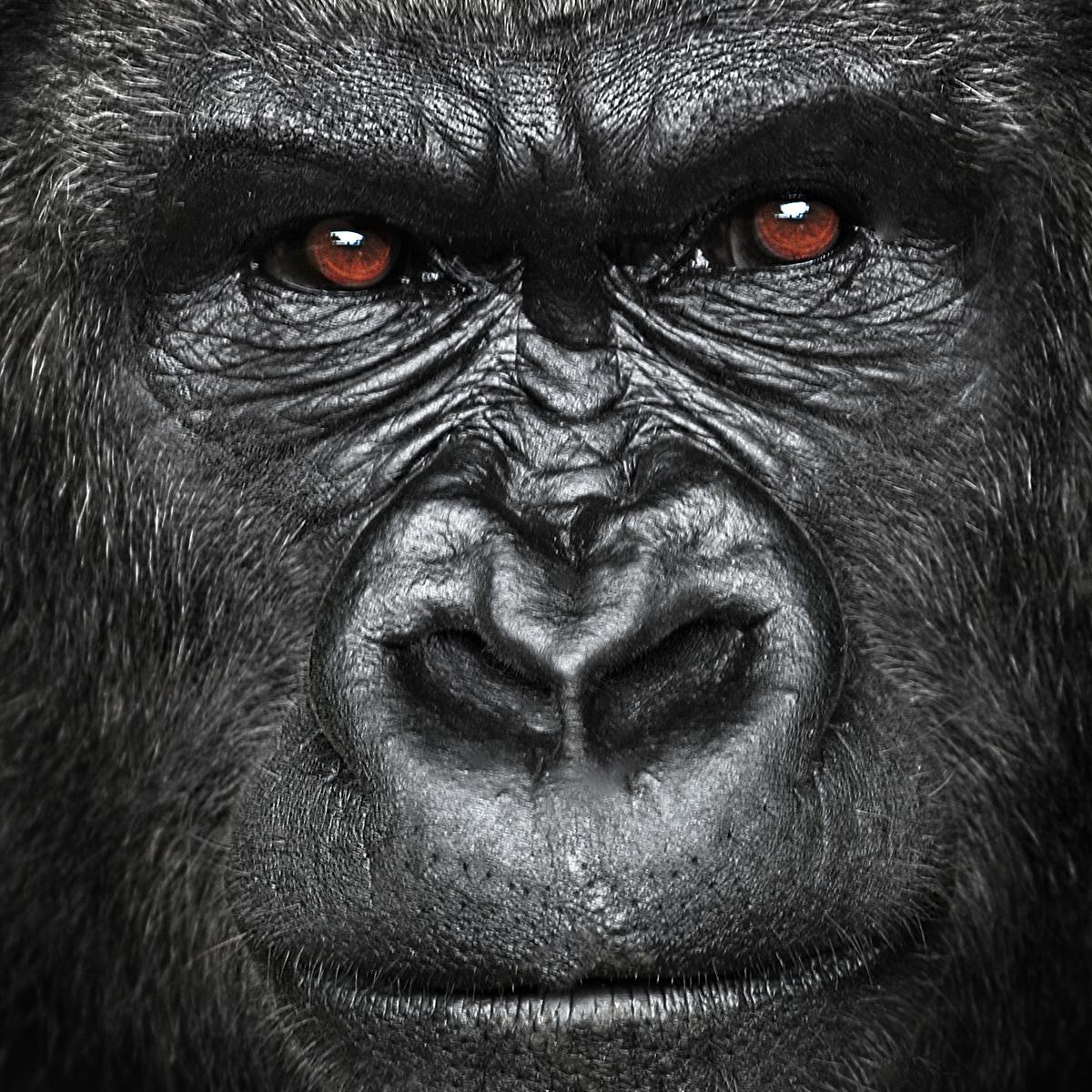 AtlGorillaTalk Profile Picture