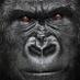 Gorilla Talk (@atlgorillatalk) Twitter profile photo Gorilla Talk (@atlgorillatalk) Twitter profile photo