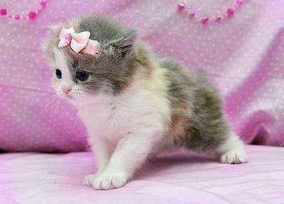 if you follow I will message you baby cat pics every day and visit my fb page baby cat pics