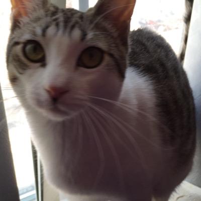 jglickman10306's profile picture. Teacher and supporter of education for all!