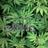 mycannaclinic's profile image