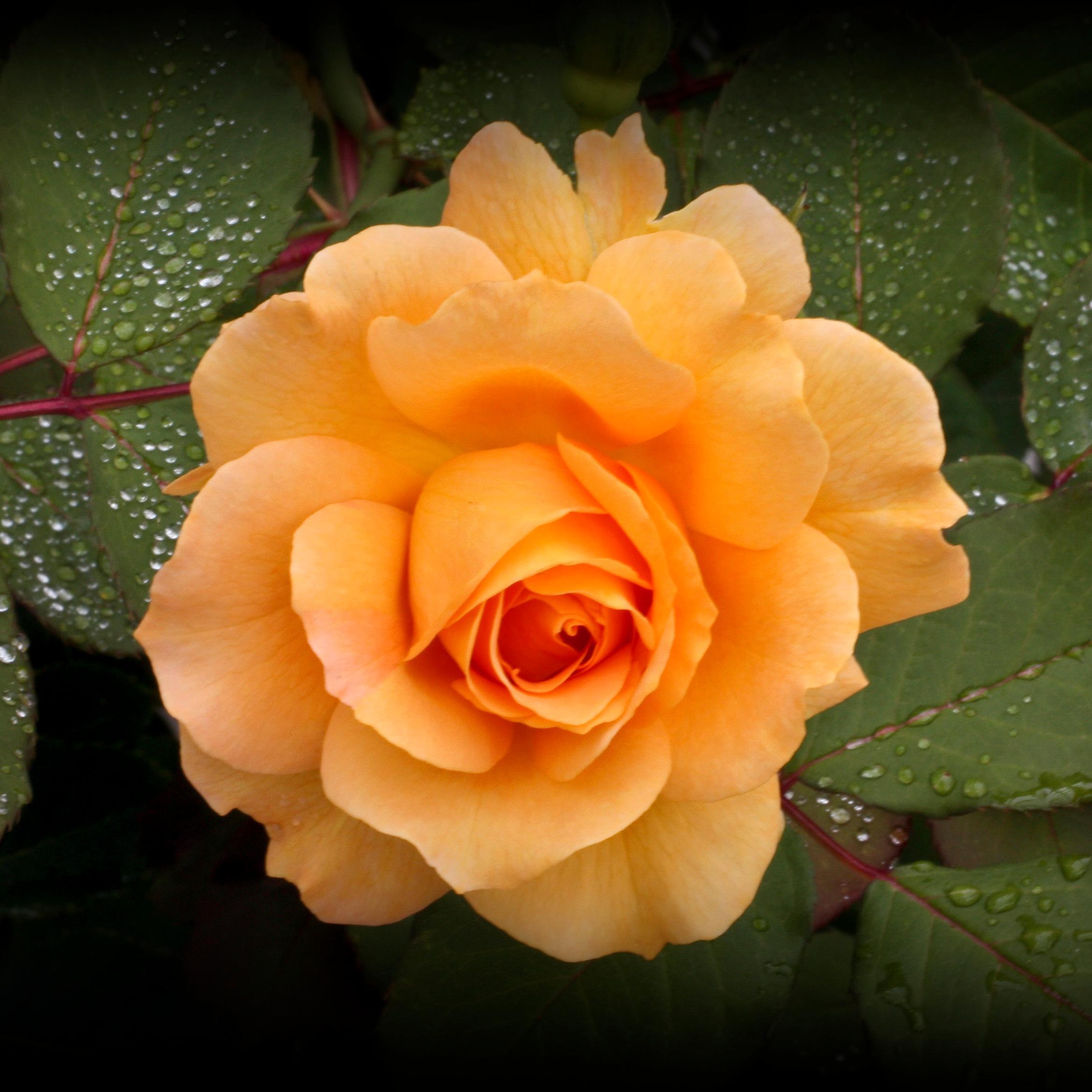 OslJen's profile picture. 