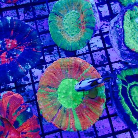 Coral and Fish Wholesaler