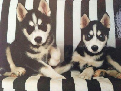 abmbolsa's profile picture. Soy más un creyente en el trabajo y la repetición. Creo que si llamas a la puerta 100 veces, alguien abrirá.. David Garret