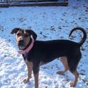 Deja_the_pit_dobie - @MacieTurner_555 - Twitter