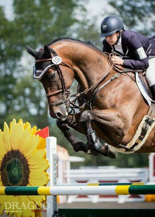 LehariEventing's profile picture. Short Listed Canadian Event Rider. Olympic, Pan-Am and World Equestrian Game hopeful. Coaching, Training and Sales available as well!