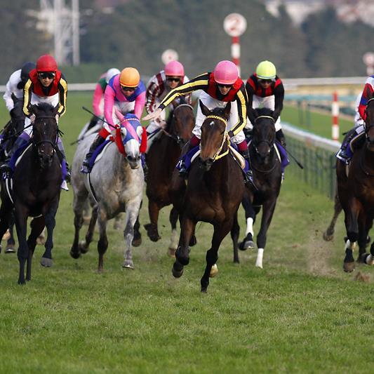 競馬に関する情報をつぶやきます。