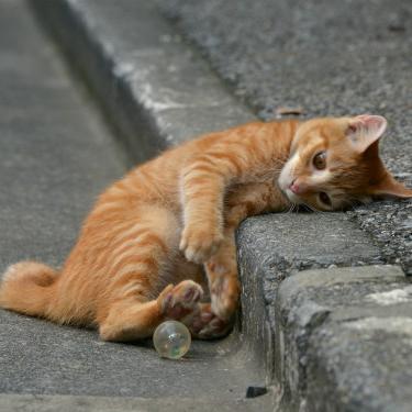 猫になりたい