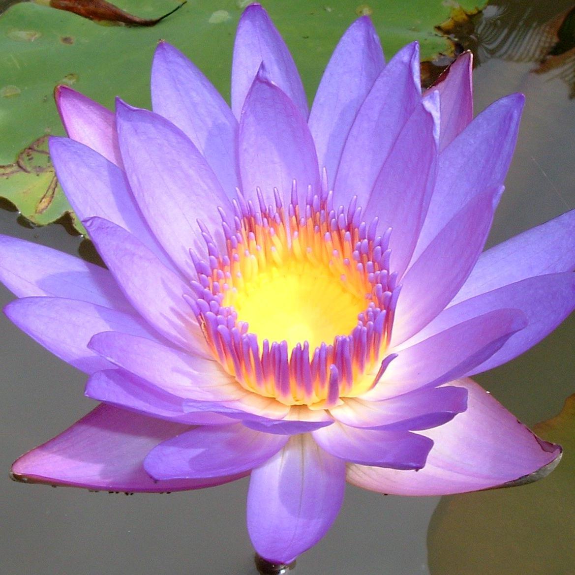 CookAngelk765's profile picture. 