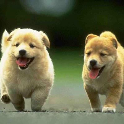 follow this account if you are animal lover #i❤️animal