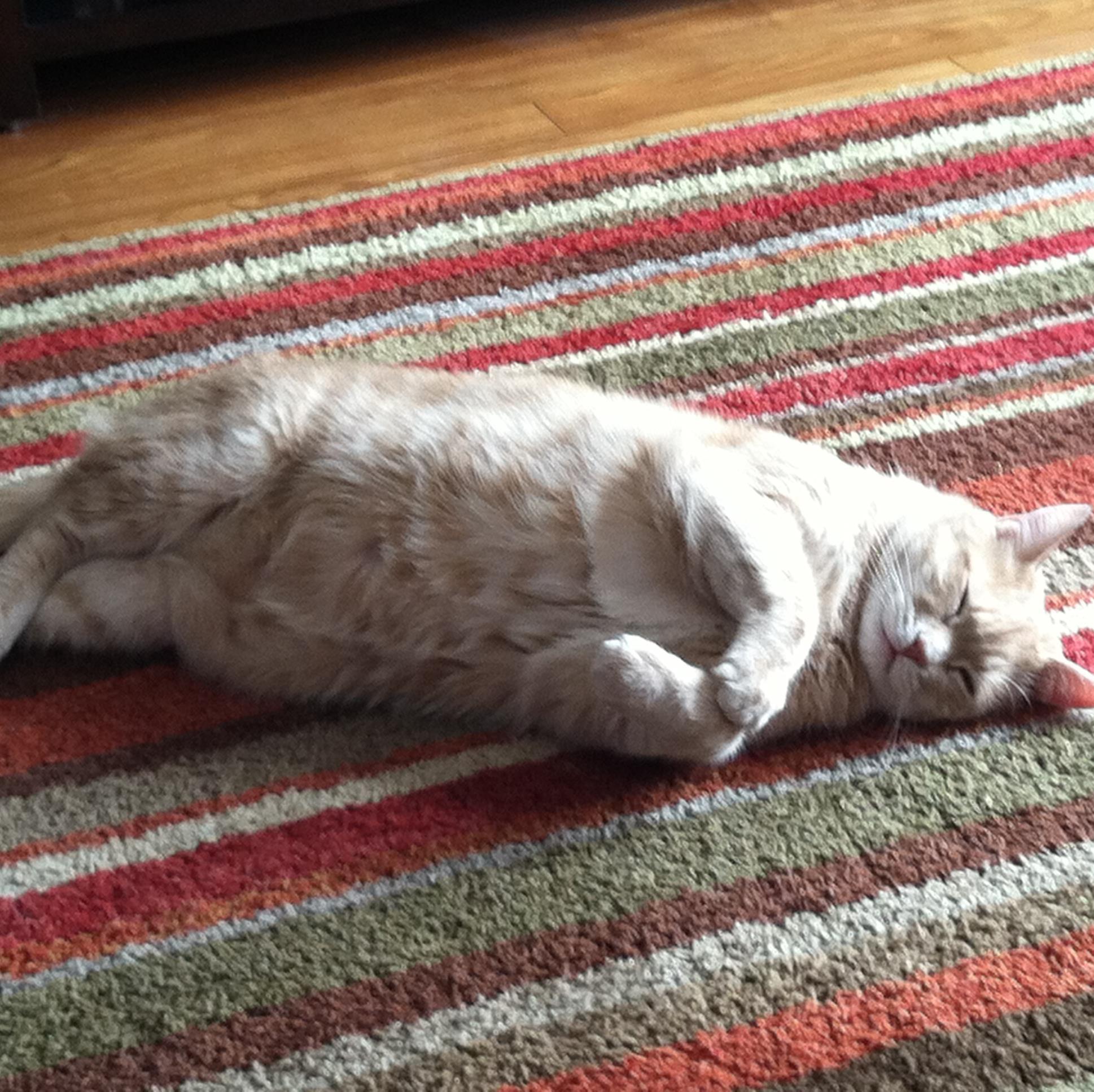 PaulTheJLACF's profile picture. Finance, Animal Lover, co-founder JLACF, a 501(c)(3) all-volunteer non-profit helping animals with cancer.