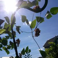 Permaculture Prov RI (@permaprov) 's Twitter Profile