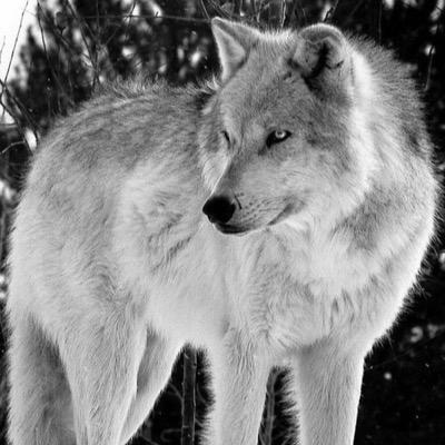 White shewolf with a limp she had from birth shes kind always tries to help & is annoying and In River Valley Pack. Pups: Pensay/Apollo/Nia Mate @Mattlin_Jon