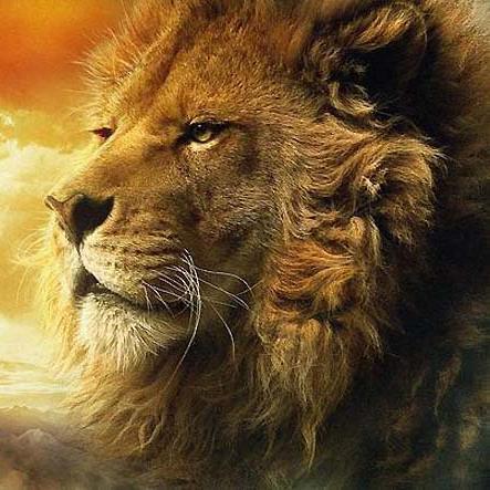 Sarcastic 127% of the time, Lions are cool    Snap: JSlurpeee