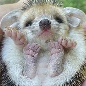 just getting started(: bby animals of all kinds