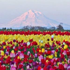 Home of the Tulip Fest! • Opening Day - 3/23/2018 •Use the tag #woodenshoefarm for the chance to have your festival photo featured on Instagram! @woodenshoefarm