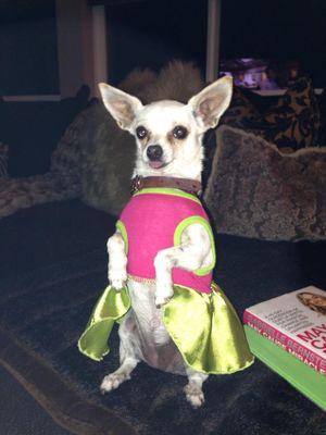 We rescue, foster, rehabilitate and re-home unwanted neglected and abused Chihuahuas. We rescue our Chihuahuas from California's high kill shelters. Plz donate!