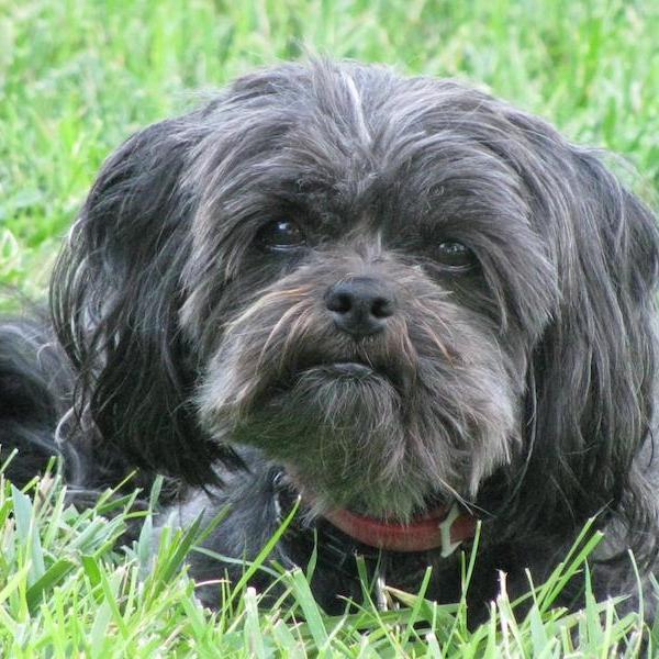 http://t.co/bCzcxlui5A believes that no puppy should be left behind, we provide you with the best possible help in discovering your next best friend.