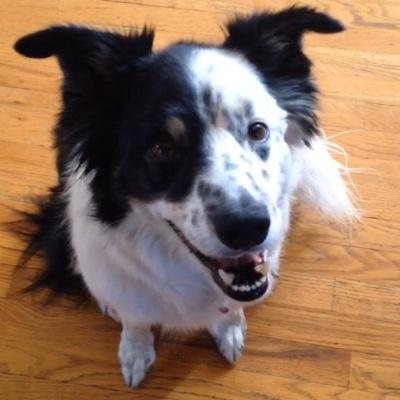 climber, skier, biker; news and border-collie enthusiast. RTs = presidential endorsement.