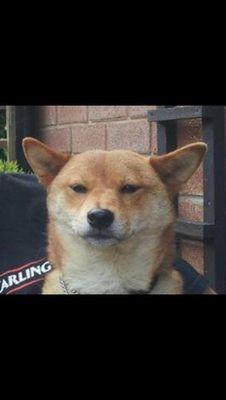 /satan & doge follow bot/ 

nonsense please disregard