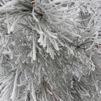 spykid77's profile picture. 