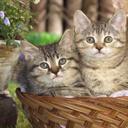 Selma Kadic  - @kadic_selma - Twitter