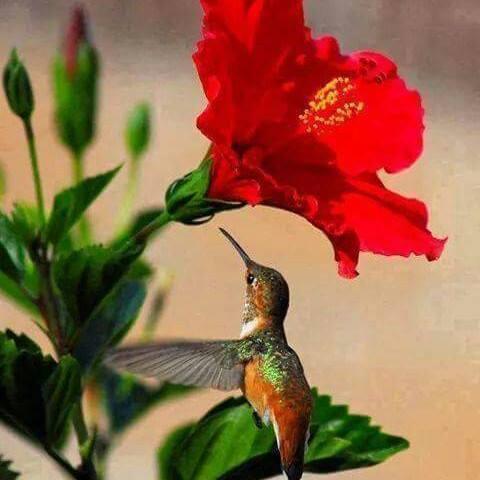 WaaGwaanJa's profile picture. Lover of the Jamaican culture and language...