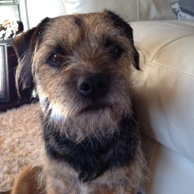 4 years old, Love walks, Live for food, Love people, Live for cuddles..... Dislike Cats