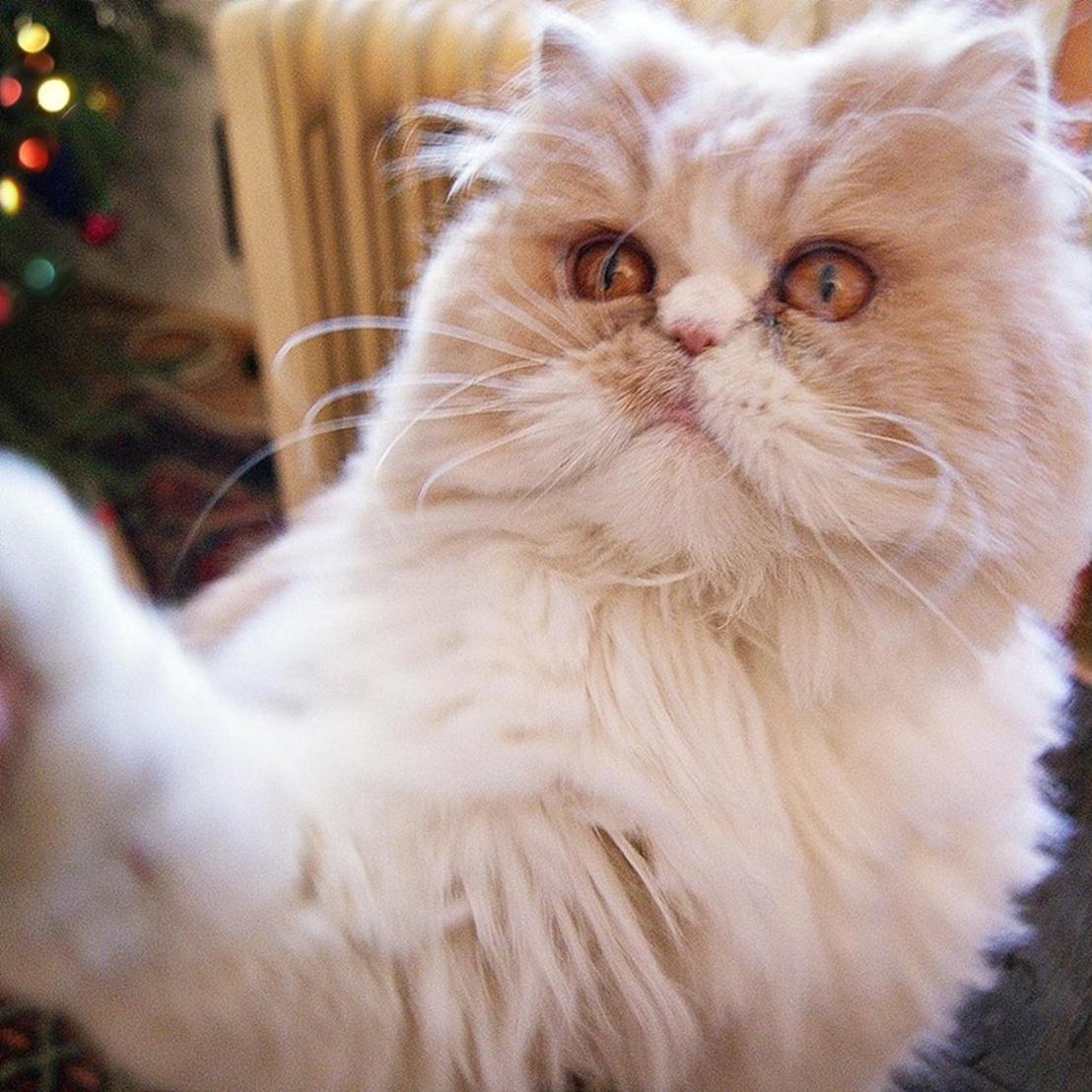 officialpupucat's profile picture. meow :) 2,5 years old cat, born on Friday the 13th princess  from Poland join to my crazy, beautiful life ♥ ❤