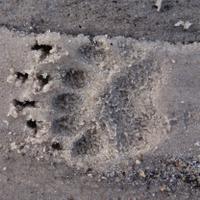 John Rhyder (@bushcraft) 's Twitter Profile