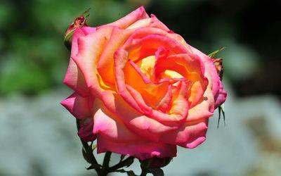 montaha196159's profile picture. 