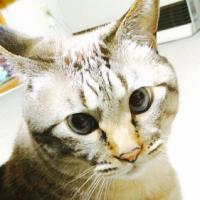 たなぼた (@simofuri5388) 's Twitter Profile