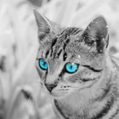 Desc: A silver tabby she-cat with blue eyes. Name: Icefrost, Gender: She-cat, Mate: None, Kits: 2, Clan: None. Old leader, 7 lives, Moons: 25.