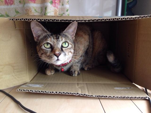 ask3gou's profile picture. 