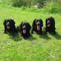 Brockwell Gundogs (@bgundogs) 's Twitter Profile
