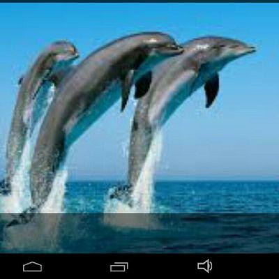 JessopKala's profile picture. 