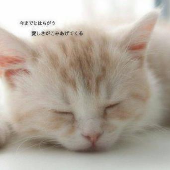 カワイイ画像 Nyankowanko999 Twitter カワイイ画像 Nyankowanko999 Twitter