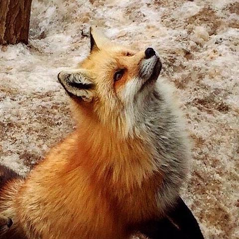 キツネ画像bot Fox Mods Twitter キツネ画像bot Fox Mods Twitter