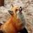 fox_mods's profile image