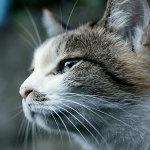 eckbocci's profile picture. 